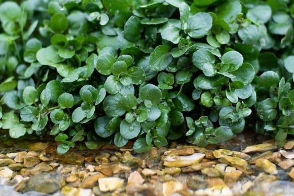 rau tốt nhất thế giới