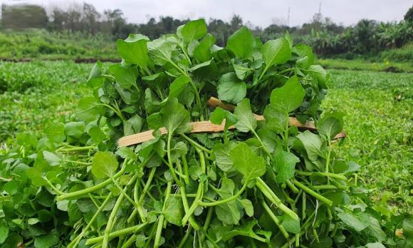 rau tốt nhất thế giới