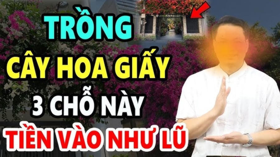 hoa-giay-1130 Theo quan niệm phong thủy, cây hoa giấy được coi là biểu tượng của sự may mắn, hạnh phúc và thịnh vượng. Hoa giấy nở rộ đại diện cho sự thành công, phát triển trong công việc cũng như cuộc sống.