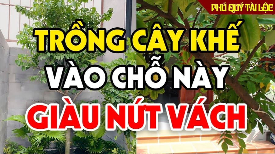 cay-khe-phong-thuy-0959 5 lưu ý trồng cây khế gia chủ Thu Tài Hút Lộc, tăng cường sức khỏe mỗi ngày