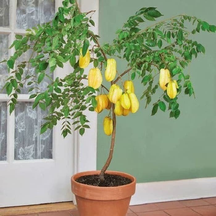 cay-khe-phong-thuy-moi-0959 Một cây khế tươi tốt, sai trĩu quả còn giúp gia đình tăng cường sức đề kháng, vì lá và quả khế đều có tác dụng thanh nhiệt, giải độc, hỗ trợ tiêu hóa.