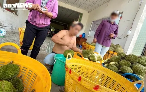Sầu riêng “nhúng thuốc” là nhúng vào chất gì, ăn vào có nguy cơ gì không? ảnh 1