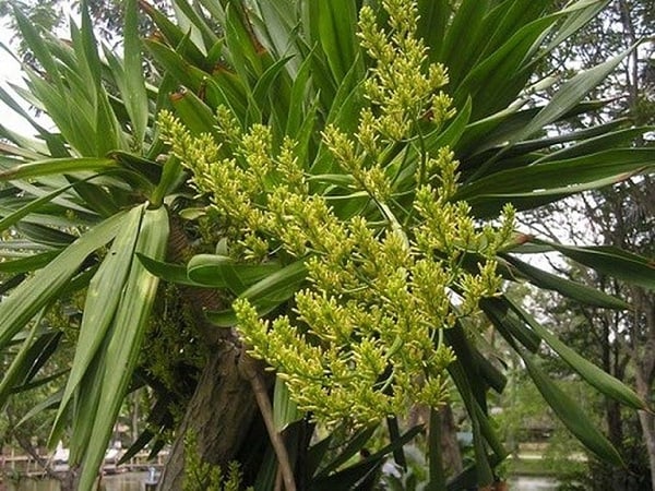 huyet-giac-co-tac-dung-gi-1236 huyet-giac-co-tac-dung-gi