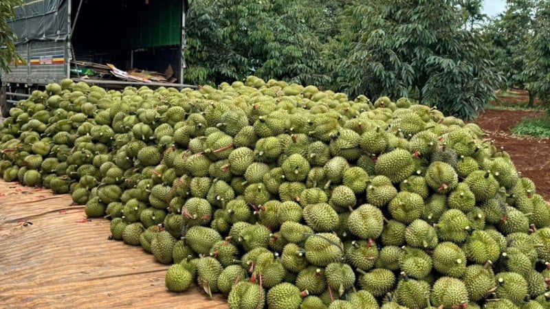 thu-hoach-sau-rieng-xuat-khau-1008