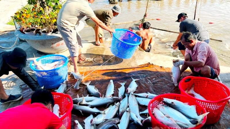 truoc-gio-g-gio-sap-nhap-tp-hcm-tinh-binh-duong-ba-ria-vung-tau-nuoi-ca-dua-thanh-cong-o-can-gio-1-1538
