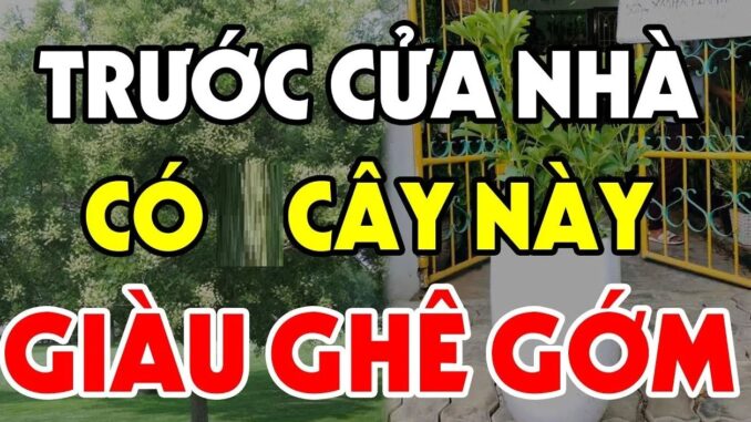 4 loại cây trồng trước cửa hứng lộc, 3 cây trồng sau nhà trấn giữ của cải, là những cây nào?