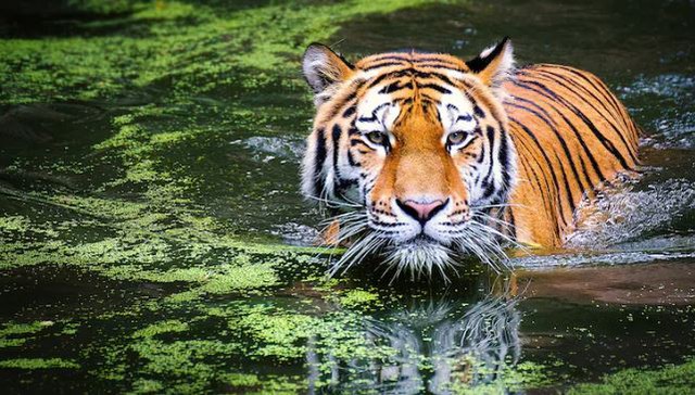 Đang hái lá, người đàn ông 33 tuổi bị hổ dữ vồ tử vong- Ảnh 1. Đang hái lá, người đàn ông 33 tuổi bị hổ dữ vồ tử vong- Ảnh 1.