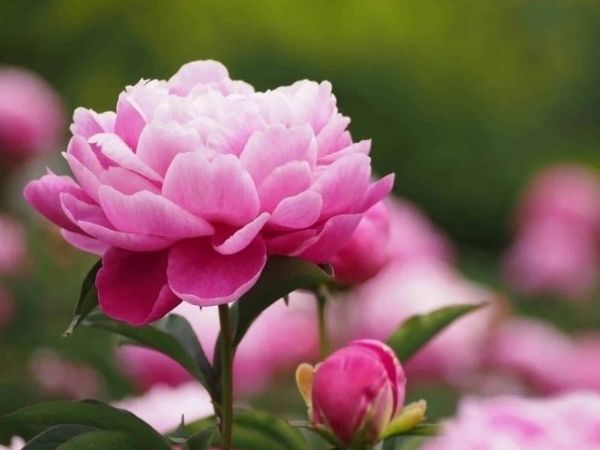 Trong vòng 3 ngày liên tiếp 6, 7, 8/6, 3 con giáp hoan hỷ đón TÀI LỘC, cơ may trong tầm tay, sự nghiệp thăng hoa, tương lai xán lạn - Ảnh 3 Trong vòng 3 ngày liên tiếp 6, 7, 8/6, 3 con giáp hoan hỷ đón TÀI LỘC, cơ may trong tầm tay, sự nghiệp thăng hoa, tương lai xán lạn - Ảnh 3
