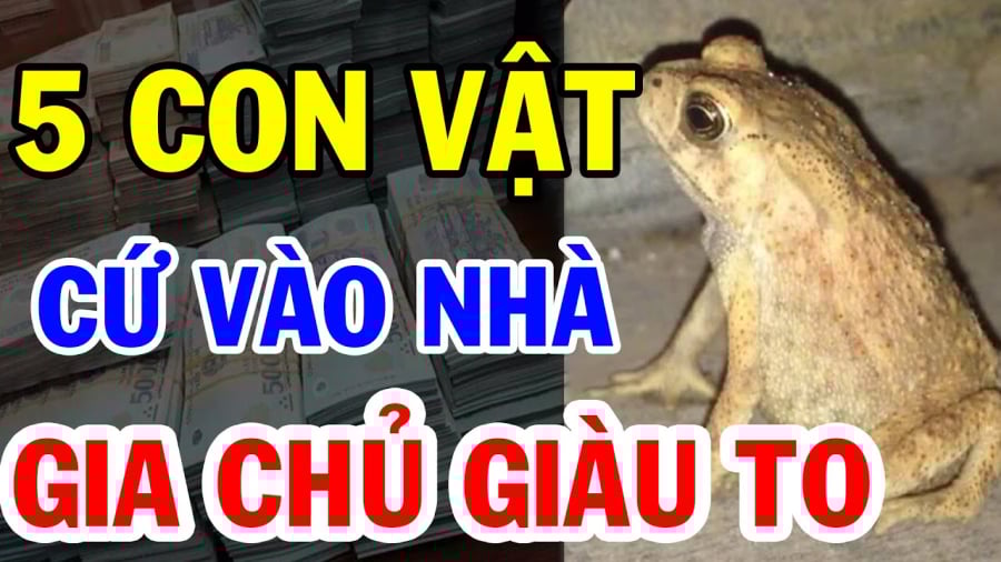 con-vat-1405 con vật này vào nhà may mắn