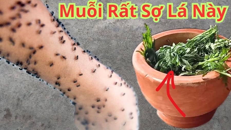 la-ngai-duoi-muoi-2255 Lá ngải cứu sau khi được phơi khô, vò thành nắm nhỏ, có thể đặt vào bát sứ rồi châm lửa đốt. Hương thơm từ lá ngải cứu lan tỏa khắp không gian có tác dụng đuổi muỗi và khử mùi hôi hiệu quả.