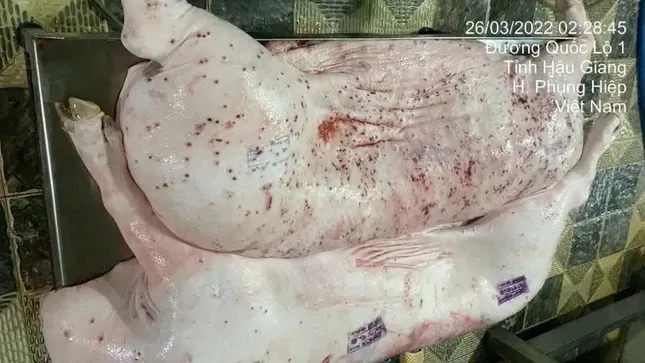 Lộ sai phạm kiểm soát tại lò mổ heo cho Công ty C.P Việt Nam- Ảnh 1.