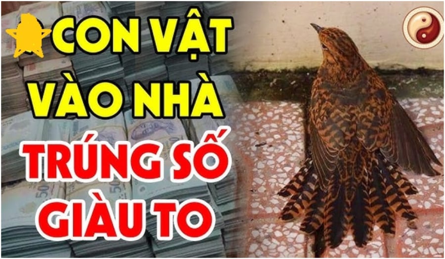 vat-1338 Những con vật vào nhà mang tới may mắn cho gia chủ