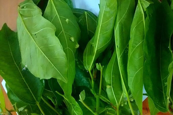 bai-thuoc-tu-la-sung-1-1216 Nhựa mủ của cây sung có khả năng chống lại sự phát triển của tế bào ung thư