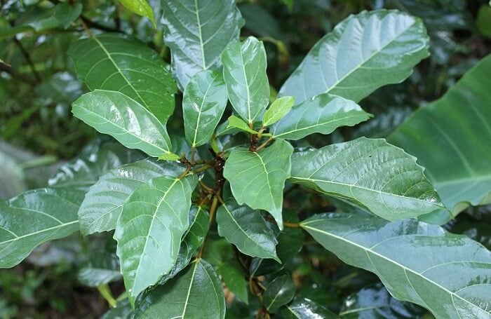 bai-thuoc-tu-la-sung-1216 Lá sung có nốt sần, được đánh giá cao hơn so với các loại lá thông thường