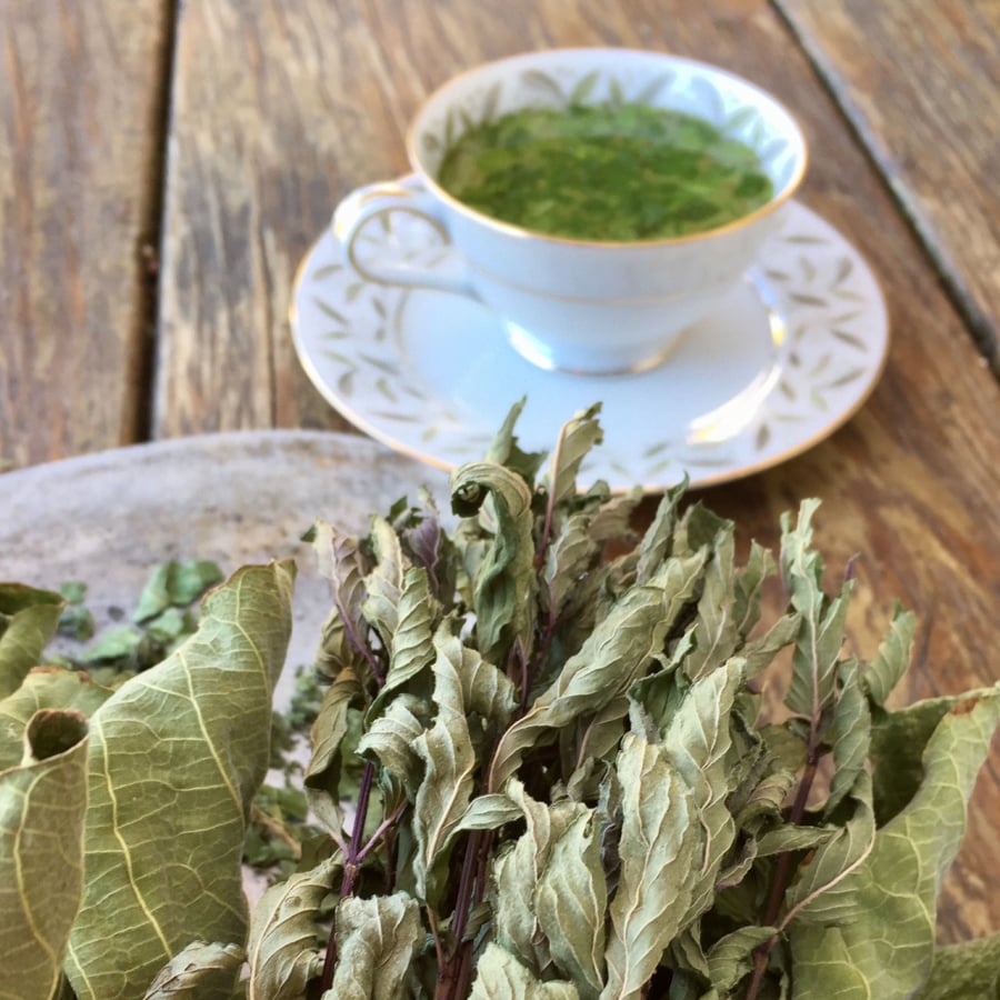 bai-thuoc-tu-la-sung-2-1217 Lá sung là thành phần trong nhiều bài thuốc