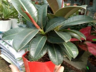 Trong văn hóa truyền thống, cây đa búp đỏ được xem là một “cây cát tường” tiêu biểu.