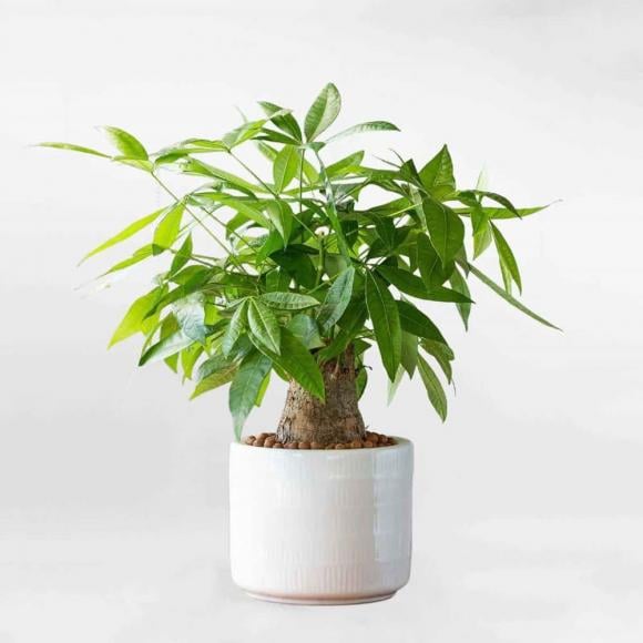 Cây kim ngân là loài thực vật nhiệt đới, nổi bật với khả năng chăm sóc dễ dàng.