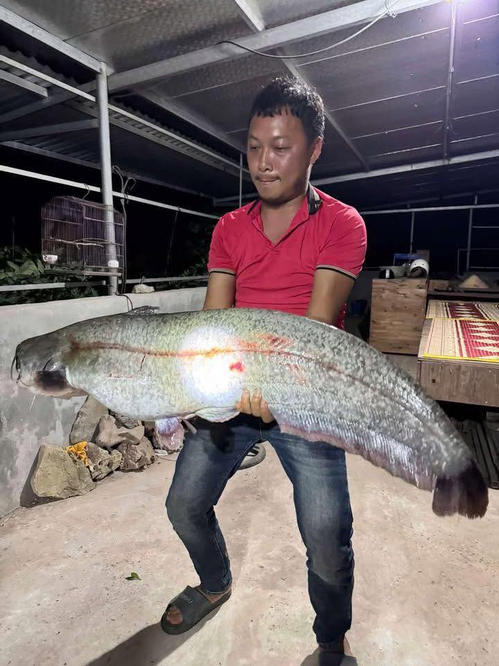 Sự thật vụ người dân câu được cá lạ 32 kg ở sông Hồng, chủ quán trả giá 10 triệu đồng- Ảnh 1.