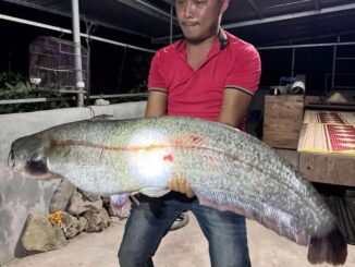 Sự thật vụ người dân câu được cá lạ 32 kg ở sông Hồng, chủ quán trả giá 10 triệu đồng- Ảnh 1.