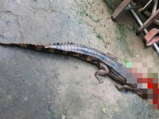 Vụ cá sấu sổng chuồng cắn thầy giáo ở Tây Ninh: Lời khai bất ngờ từ người nuôi- Ảnh 1.